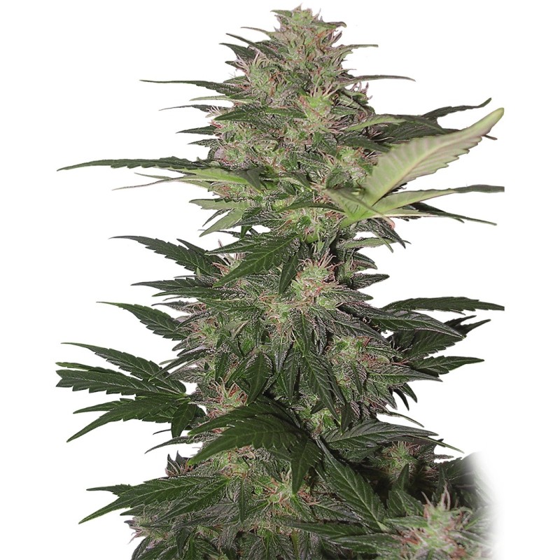 RED DWARF AUTO · Buddha Seeds · semi di canapa indiana · AutoFem