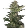 RED DWARF AUTO · Buddha Seeds · semi di canapa indiana · AutoFem