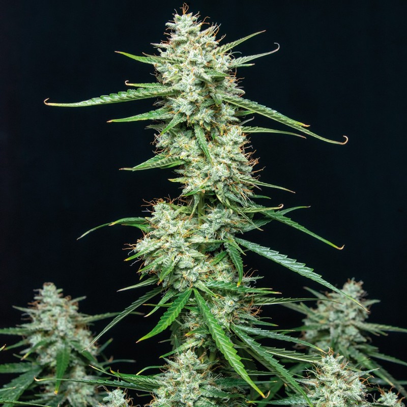 SYRUP · Buddha Seeds · semi di canapa indiana · AutoFem