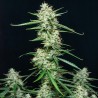 SYRUP · Buddha Seeds · semi di canapa indiana  · AutoFem