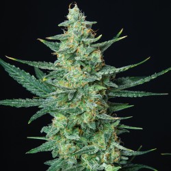 VESTA · Buddha Seeds · semi...
