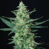 VESTA · Buddha Seeds · semi di canapa indiana · AutoFem