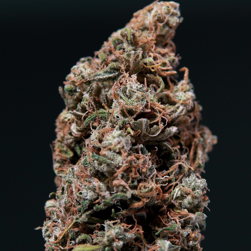 WHITE DWARF · Buddha Seeds · semi di canapa indiana · AutoFem