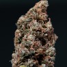 WHITE DWARF · Buddha Seeds · semi di canapa indiana · AutoFem