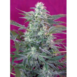 BIG FOOT · Sweet Seeds · cannabis seeds · Fem