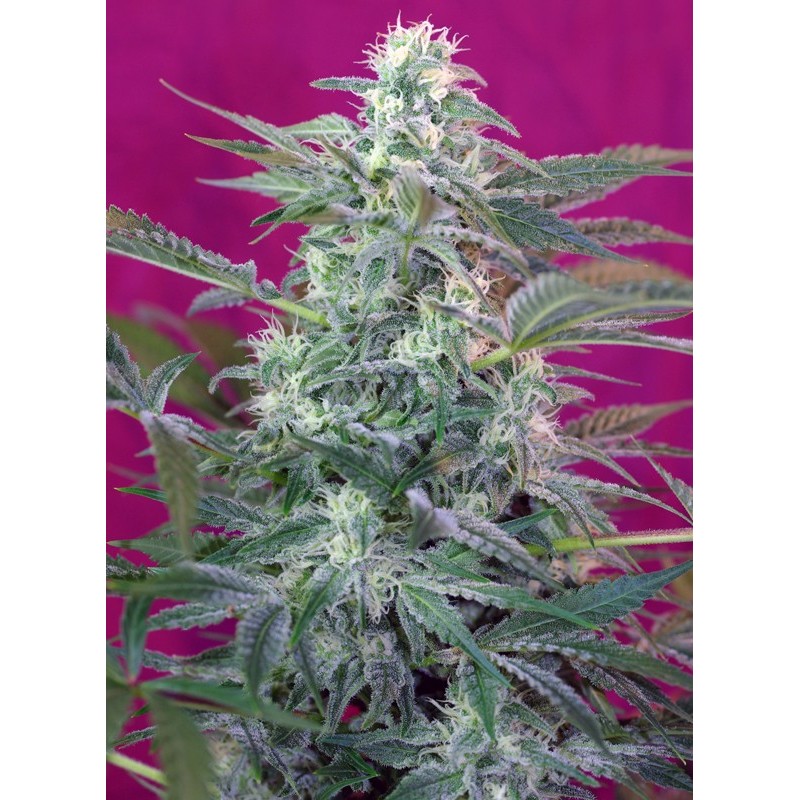 BIG FOOT · Sweet Seeds · semi di canapa · Fem