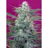 BIG FOOT · Sweet Seeds · semi di canapa · Fem