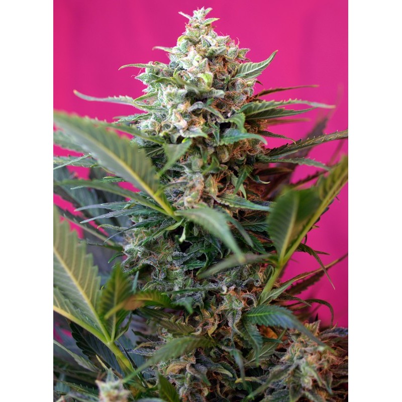 BIG DEVIL XL AUTO · Sweet Seeds · cannabis seeds · AutoFem