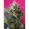 BIG DEVIL XL AUTO · Sweet Seeds · semi di canapa · AutoFem