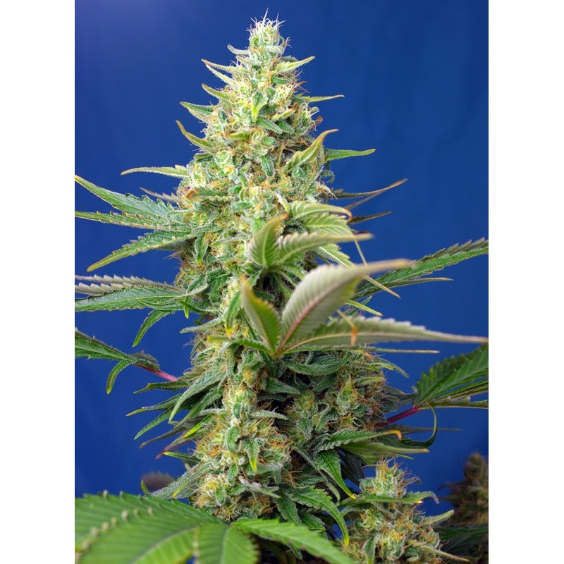 SWEET PURE AUTO CBD · Sweet Seeds · sementes de maconha · AutoFem