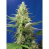 SWEET PURE AUTO CBD · Sweet Seeds · semi di canapa · AutoFem