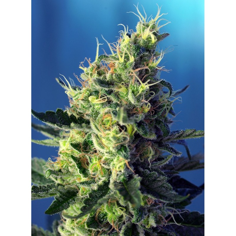 SWEET PURE CBD · Sweet Seeds · semi di canapa · Fem