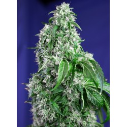 BIG DEVIL F1 FAST VERSION · Sweet Seeds · cannabis samen · Fem