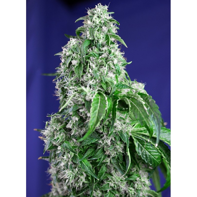 BIG DEVIL F1 FAST VERSION · Sweet Seeds · semi di canapa indiana · Fem