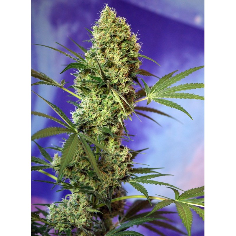 BIG DEVIL AUTO · Sweet Seeds · semi di canapa · AutoFem