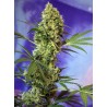 BIG DEVIL AUTO · Sweet Seeds · semi di canapa · AutoFem