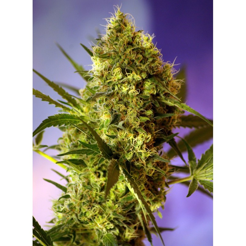 BIG DEVIL 2 AUTO · Sweet Seeds · semi di canapa · AutoFem