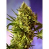 BIG DEVIL 2 AUTO · Sweet Seeds · semi di canapa · AutoFem