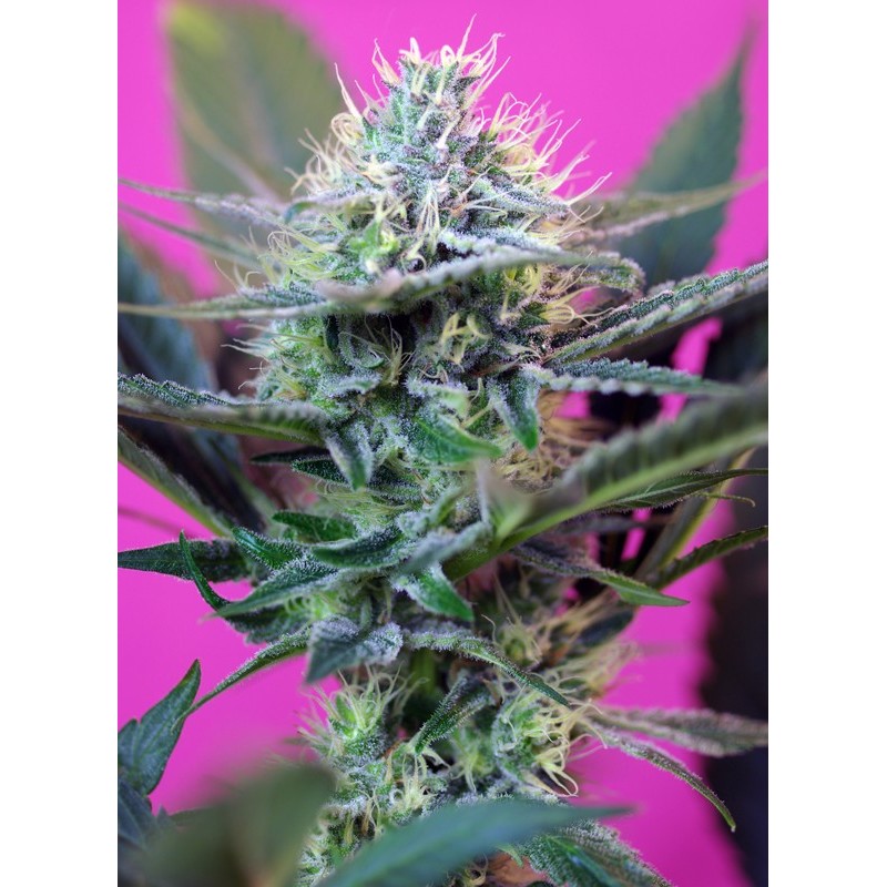 + SPEED · Sweet Seeds · semi di canapa · AutoFem