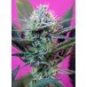 + SPEED · Sweet Seeds · semi di canapa · AutoFem