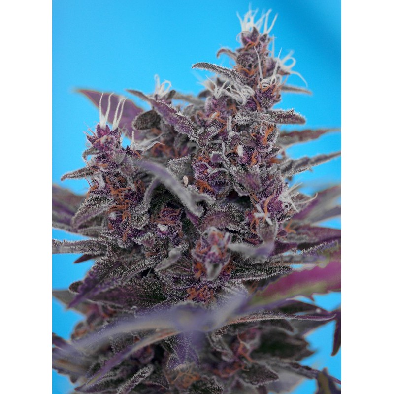 BLACK CREAM AUTO · Sweet Seeds · semi di canapa indiana · AutoFem