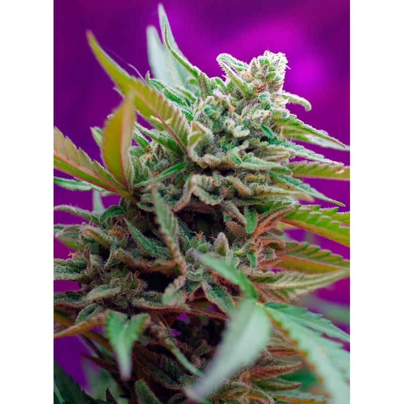BLACK JACK AUTO · Sweet Seeds · semi di canapa · AutoFem
