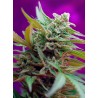 BLACK JACK AUTO · Sweet Seeds · semi di canapa · AutoFem