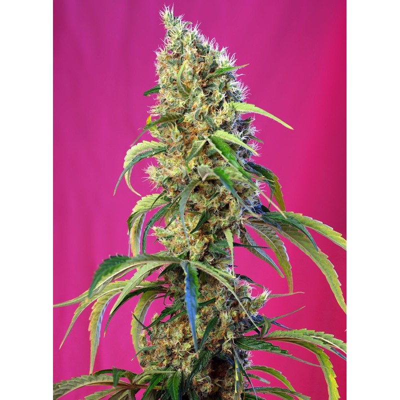 BLACK JACK CBD · Sweet Seeds · semi di canapa · Fem