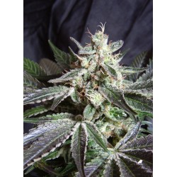 BLACK JACK F1 FAST VERSION · Sweet Seeds · cannabis seeds · Fem