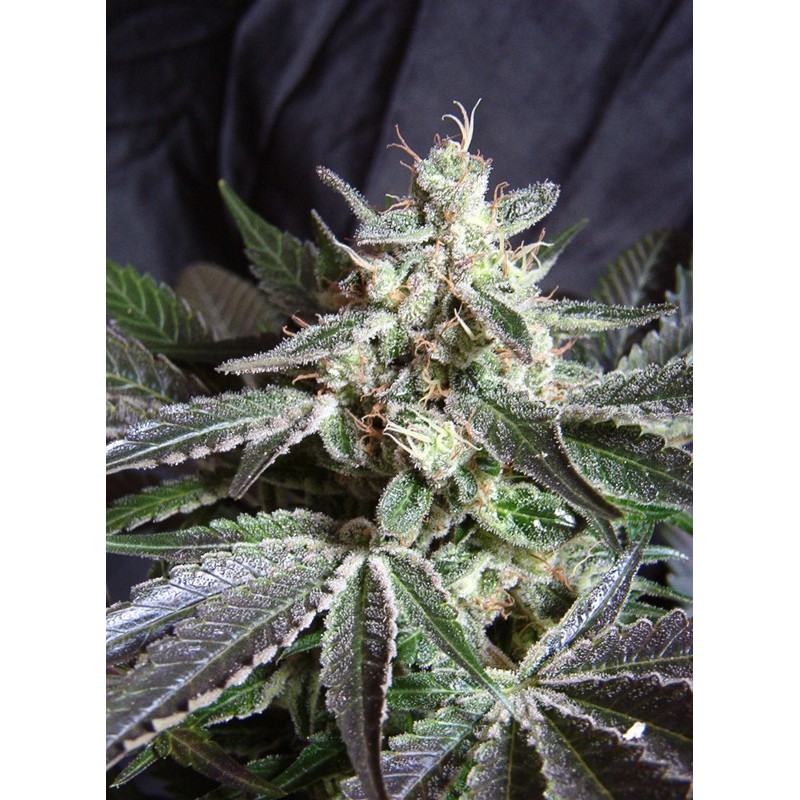 BLACK JACK F1 FAST VERSION · Sweet Seeds · semi di canapa · Fem