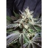 BLACK JACK F1 FAST VERSION · Sweet Seeds · semi di canapa · Fem