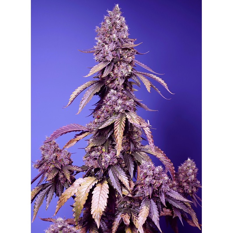 BLACK MUFFIN F1 FAST VERSION · Sweet Seeds · cannabis same · Fem