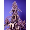 BLACK MUFFIN F1 FAST VERSION · Sweet Seeds · cannabis same · Fem