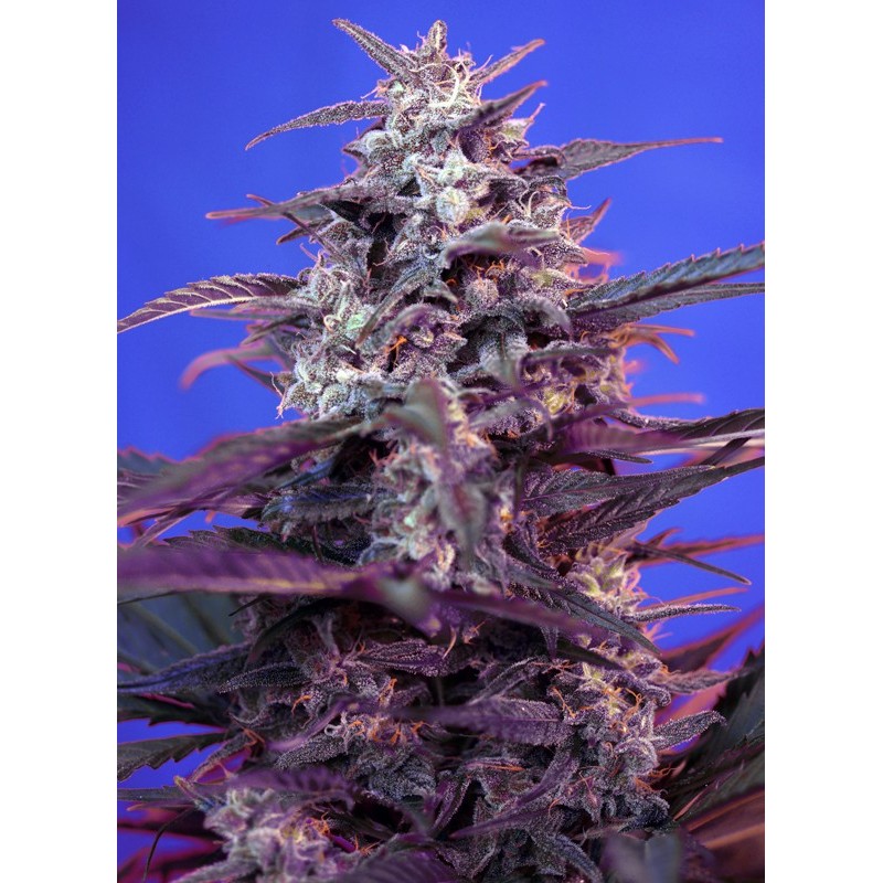 BLOODY SKUNK AUTO · Sweet Seeds · semi di canapa · AutoFem