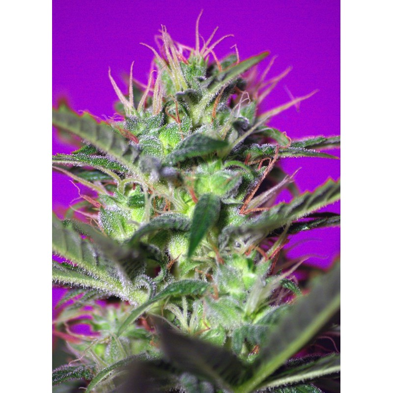 BOTAFUMEIROS · Sweet Seeds · semi di canapa · Fem