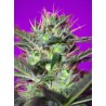 BOTAFUMEIROS · Sweet Seeds · semi di canapa · Fem
