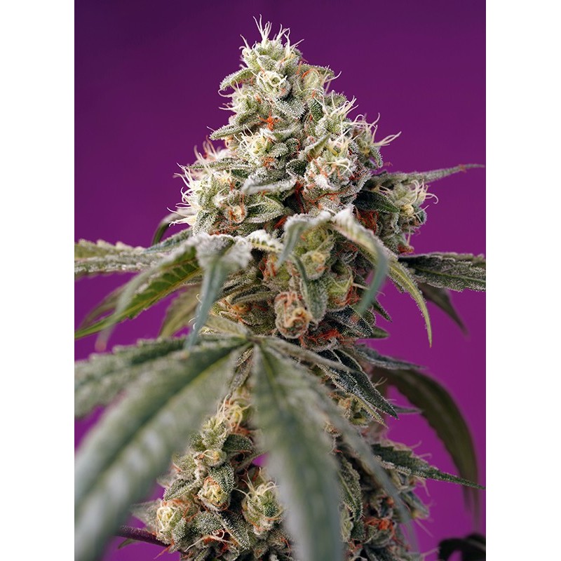 BRUCE BANNER AUTO · Sweet Seeds · semi di canapa · AutoFem