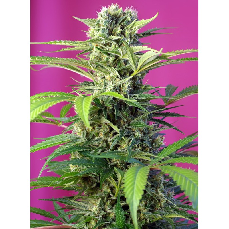 CHEM BEYOND DIESEL CBD · Sweet Seeds · semi di canapa · Fem