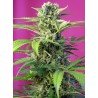 CHEM BEYOND DIESEL CBD · Sweet Seeds · semi di canapa · Fem