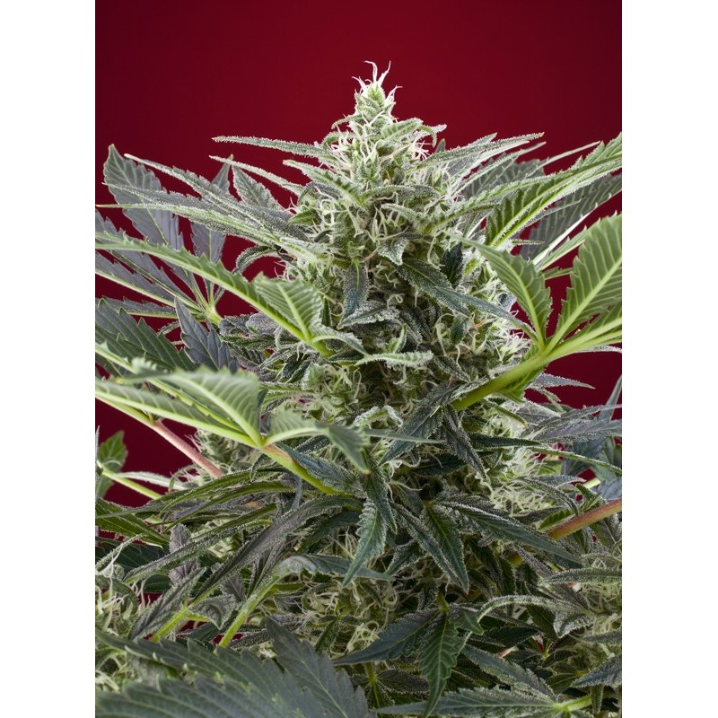 CREAM 47 · Sweet Seeds · cannabis seeds · Fem