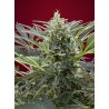 CREAM 47 · Sweet Seeds · semi di canapa · Fem
