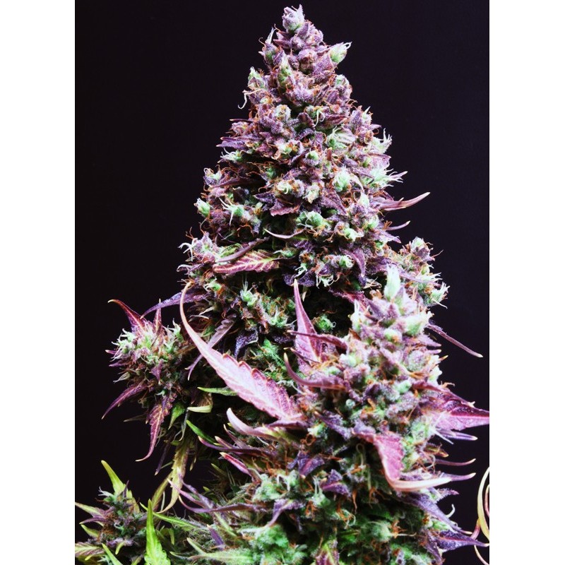CREAM CARAMEL AUTO  · Sweet Seeds · semi di canapa · AutoFem
