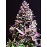 CREAM CARAMEL AUTO  · Sweet Seeds · semi di canapa · AutoFem