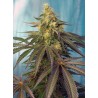 CREAM CARAMEL CBD · Sweet Seeds · semi di canapa · Fem