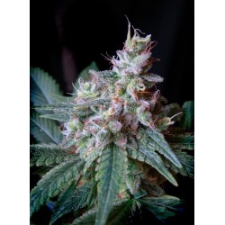 CREAM CARAMEL FAST VERSION · Sweet Seeds · cannabis samen · Fem