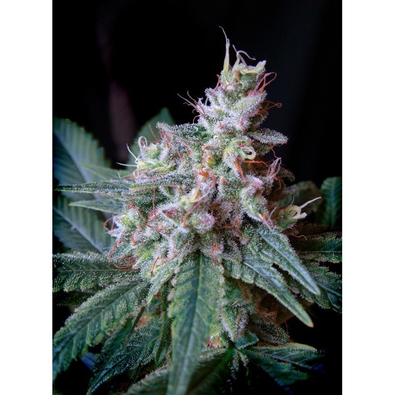 CREAM CARAMEL FAST VERSION · Sweet Seeds · semi di canapa indiana · Fem