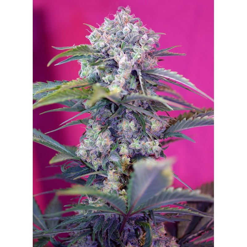 CREAM MANDARINE AUTO · Sweet Seeds · cannabis seeds · AutoFem