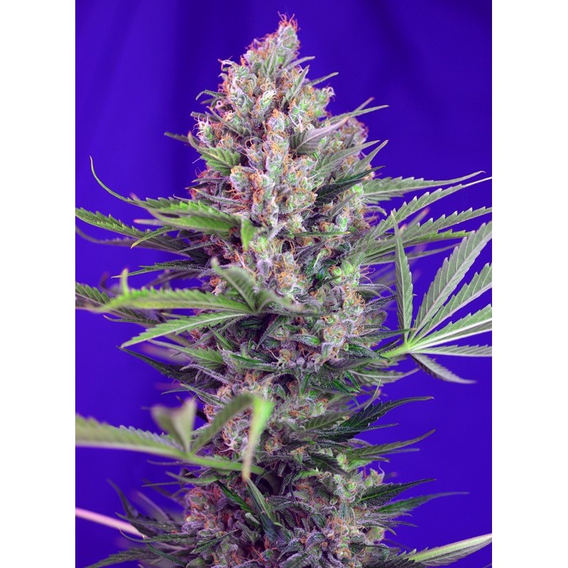 CREAM MANDARINE F1 FAST VERSION · Sweet Seeds · semi di canapa indiana · Fem