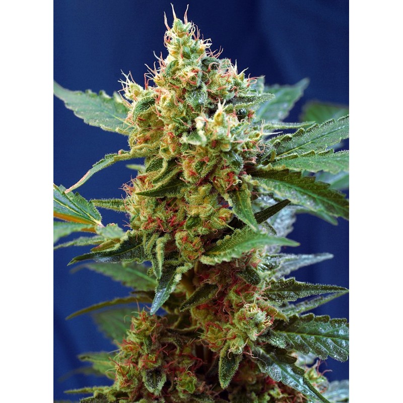 CREAM MANDARINE XL AUTO · Sweet Seeds · semi di canapa indiana · AutoFem
