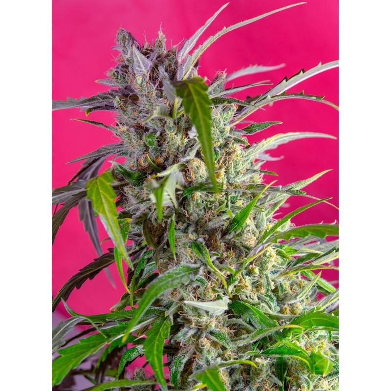CRYSTAL CANDY AUTO · Sweet Seeds ·  semi di canapa · AutoFem